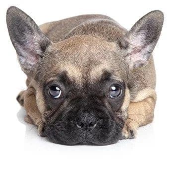chiot triste